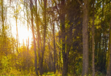 Testigos de la Memoria